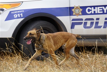 K9-Tyler.jpg