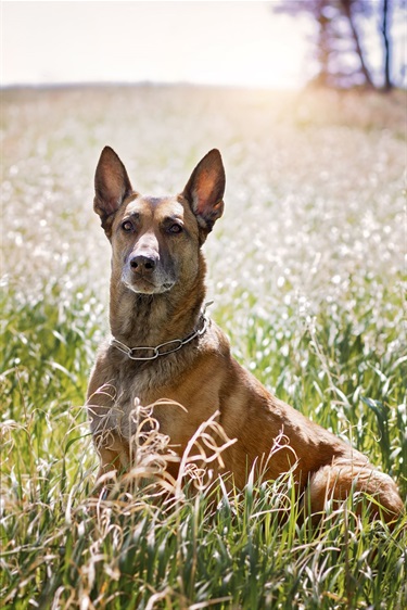 K9-Tyler_1.jpg