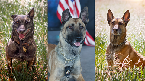 K9 Retirement